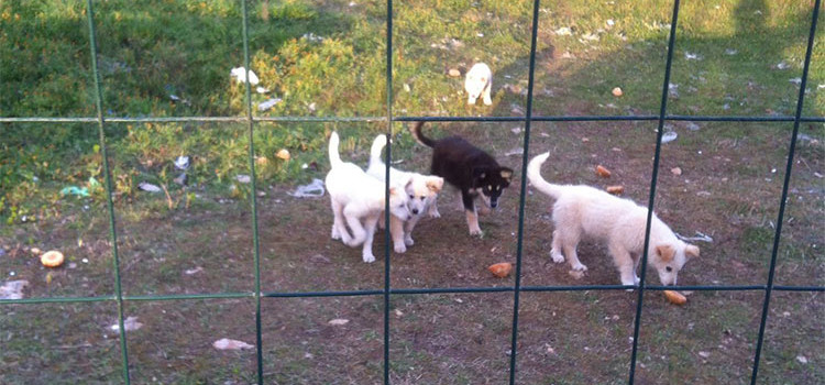 Randagismo a Noci, soluzioni a prova di tasca (del Comune)