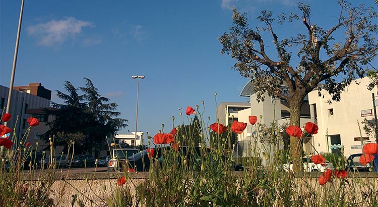 Anche a Noci i papaveri son alti, alti, alti