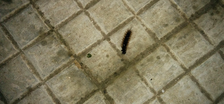 Avvistata anche a Noci la processionaria, impariamo a conoscerla