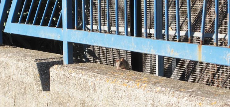 Decoro urbano: blatte, topi e cani sporcano la città