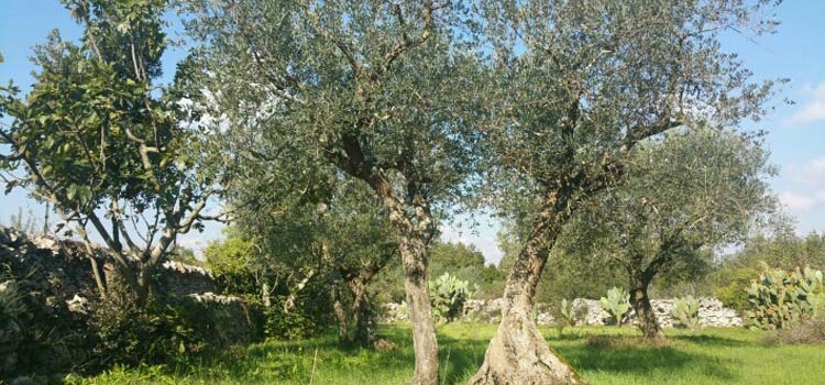 Olio: Coldiretti denuncia crollo del 58% raccolto “made in Puglia”