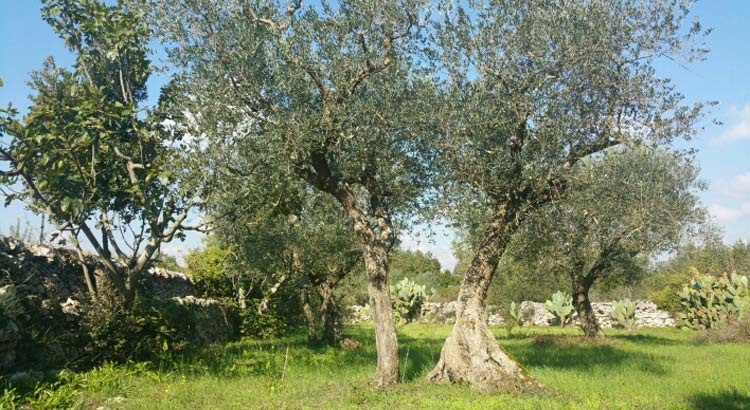Olio: Coldiretti denuncia crollo del 58% raccolto “made in Puglia”