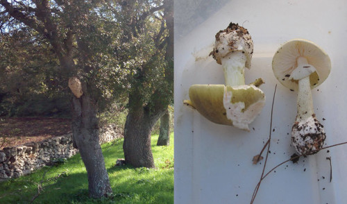 Amanita phalloides e calabrone rosso, i pericoli della natura nocese