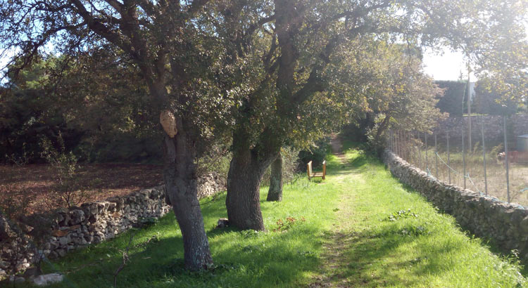 Il nido della Vespa Carabro a Bosco Giordanello