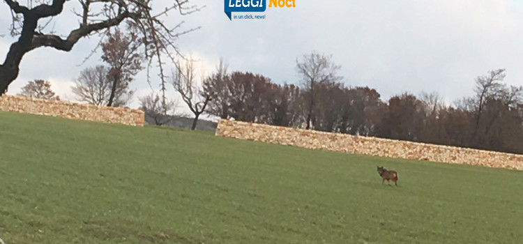 Lupi nelle campagne, ancora attacchi