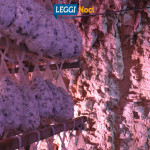 delizia-spa-caciocavallo-grotta