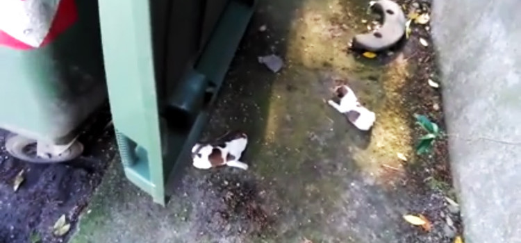 Cuccioli abbandonati nei cassonetti, la denuncia di SOS Adozioni4zampe