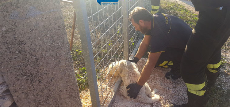 VvF salvano cucciola a Lamadacqua
