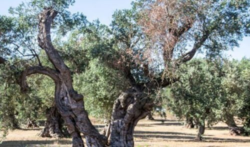 Trattamenti obbligatori contro la Xylella entro il 10 Giugno